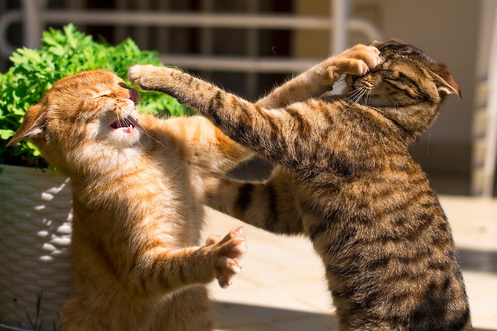 How to Stop Cats From Fighting