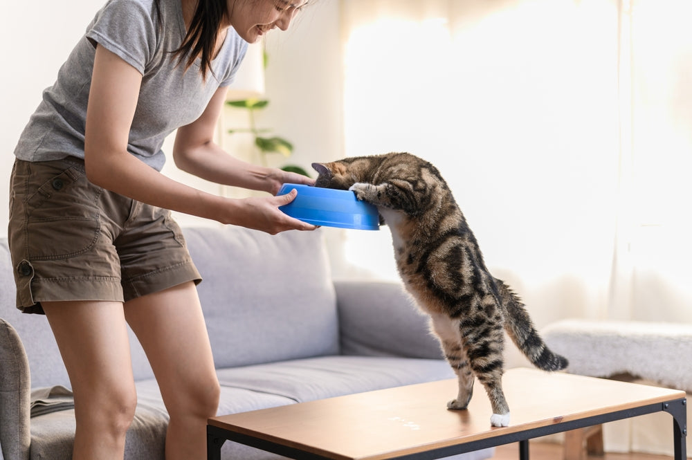 How to Stop Food Aggression in Cats
