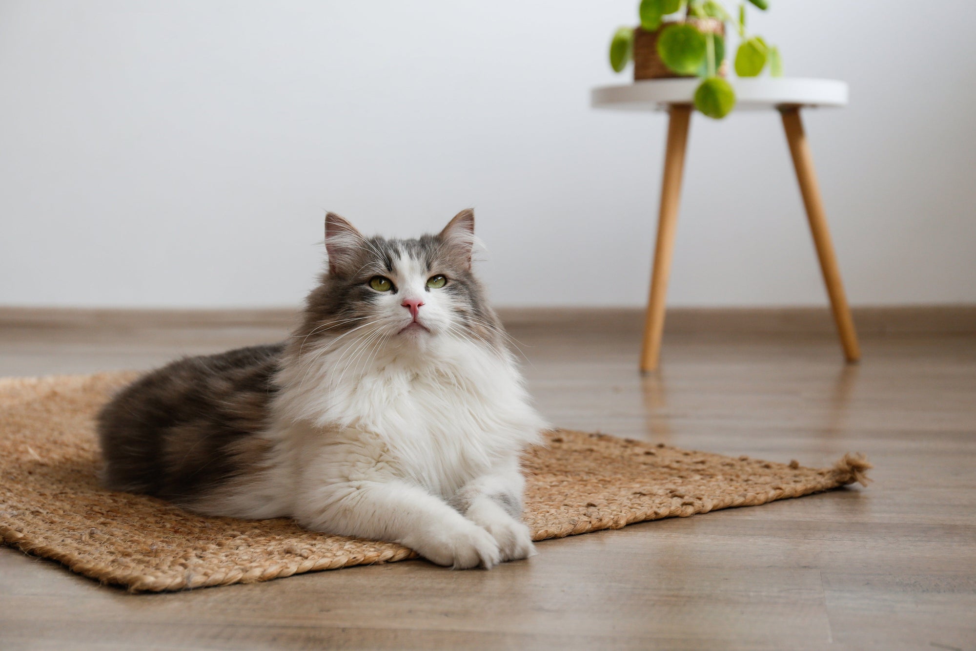 How to Stop a Cat from Shedding