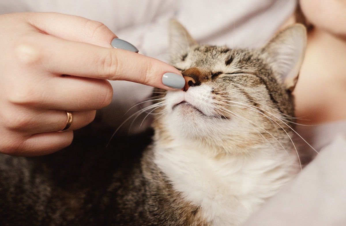 How to Trim Your Cat's Nails