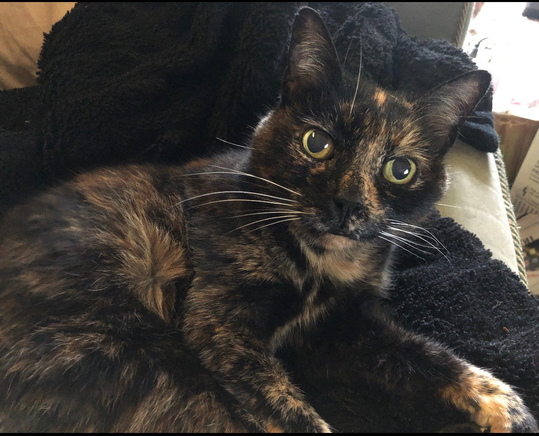 April Cool Cat of the Month: Meet Elphaba!