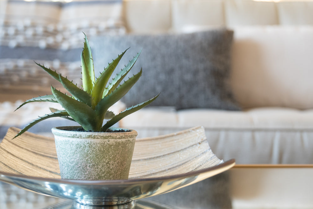 A potted aloe vera plant (potentially toxic to cats) on a table in a living room