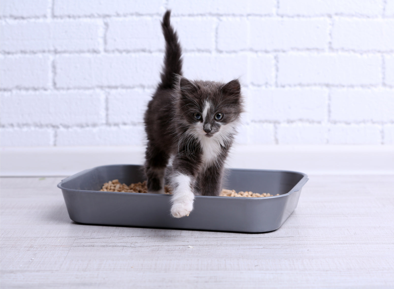 How to Litter Train a Kitten: Step-by-Step Guide for First-Time Cat Parents