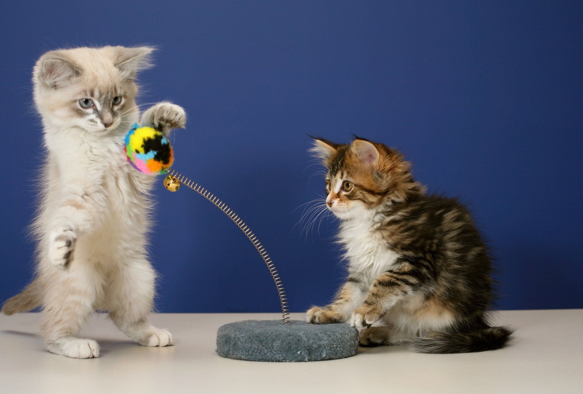 How Playing Keeps Your Cat Healthy and Smart