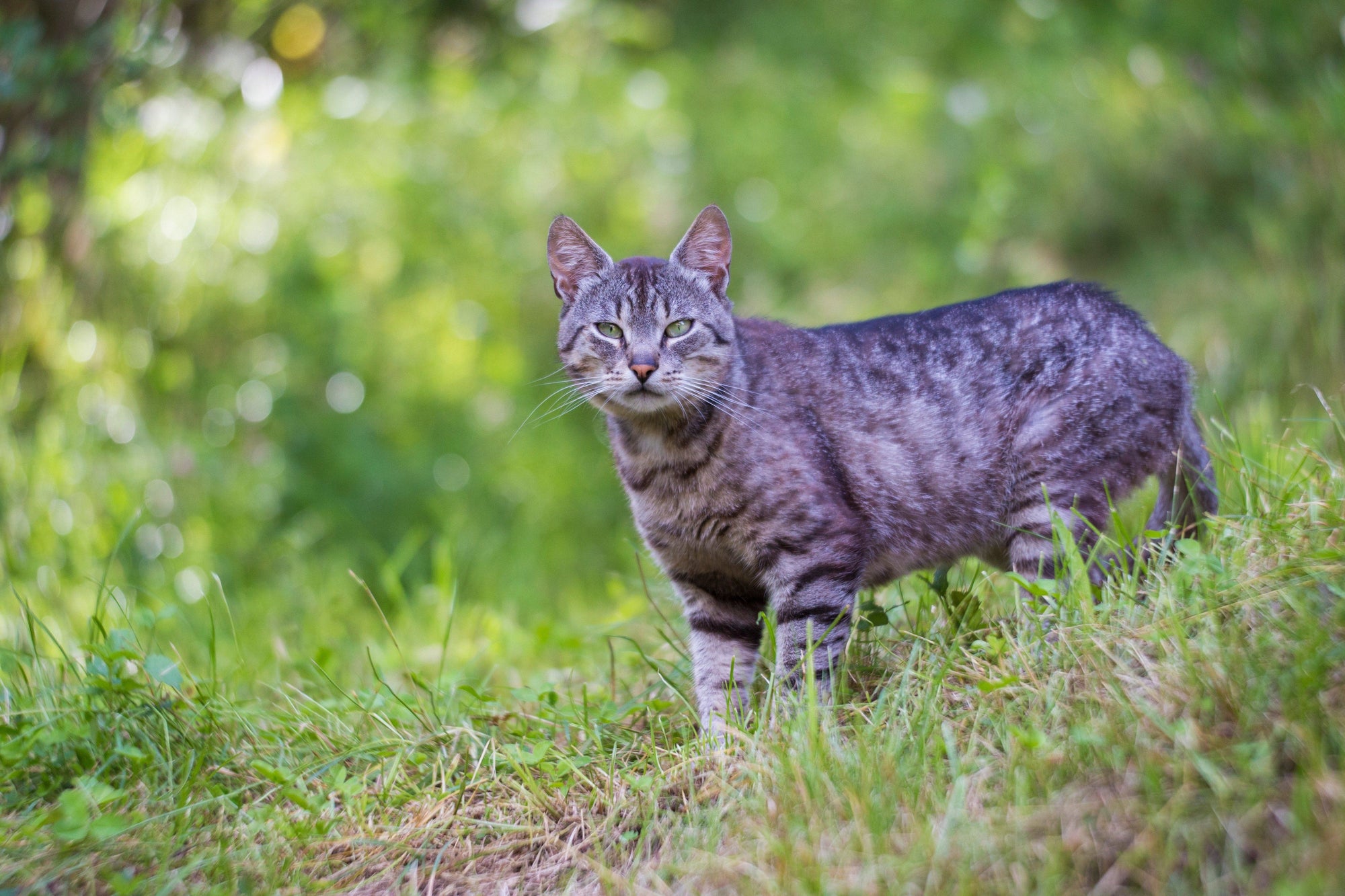 Manx Cats: Tailless Hunters