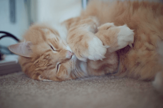 Polydactyl Cats: The Extra Toe Gene