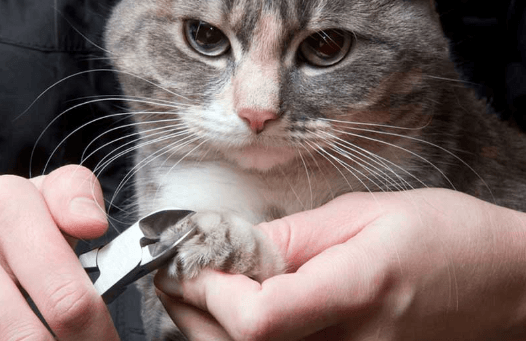 Cat Claw Care 101