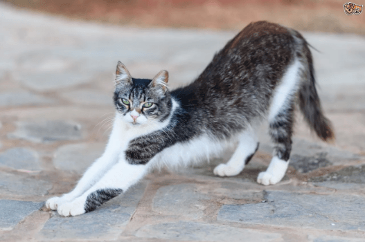 A Guide to Cyprus Hybrid Cats