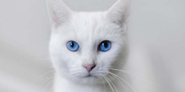 Understanding Cat Congenital Sensorineural Deafness