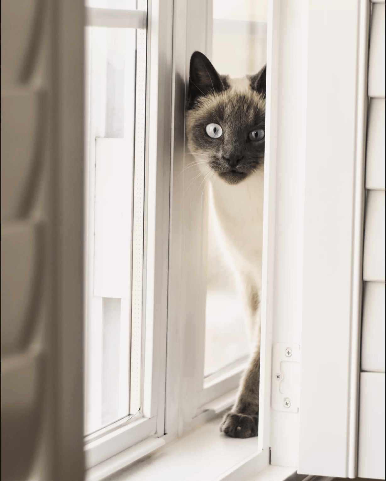 a cat by a window