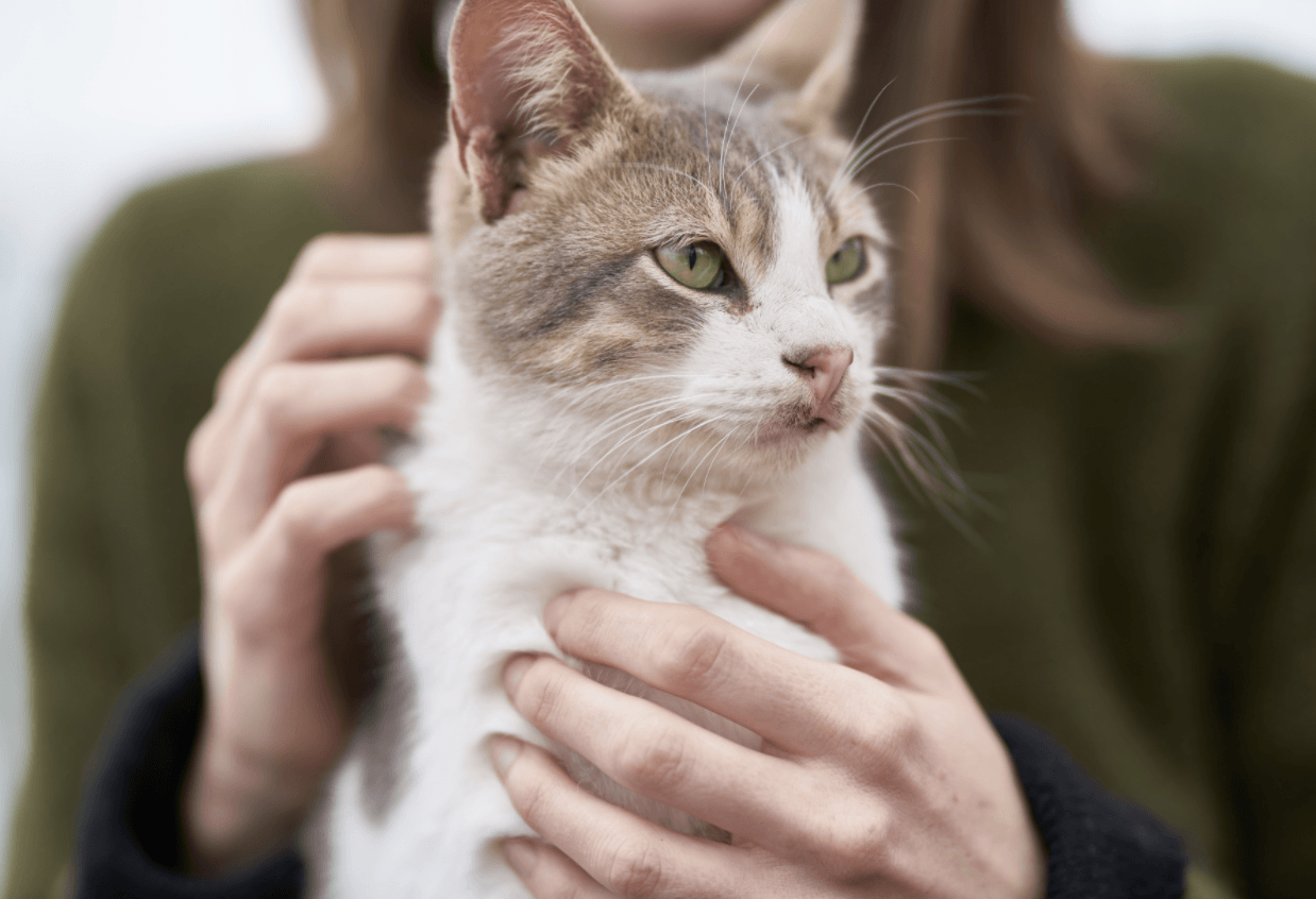 How Cat Litter is Made