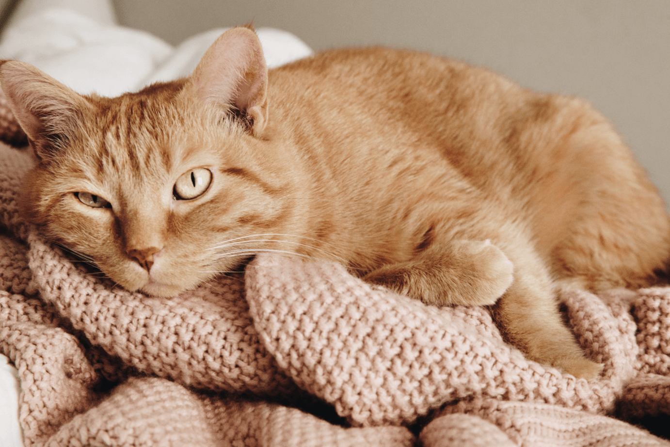 an orange cat laying in a blanket