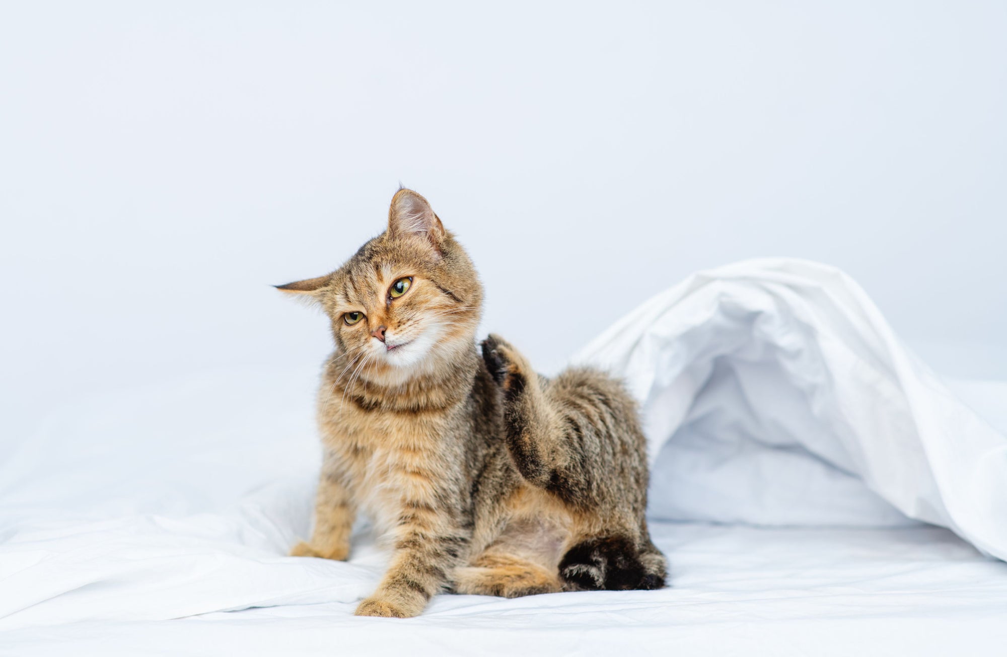 How to Get Rid Of & Prevent Cat Flea Bites