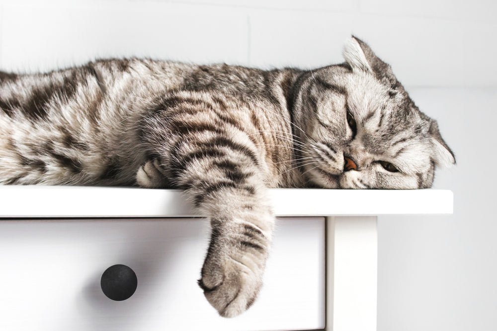 Signs Your Cat is Bored
