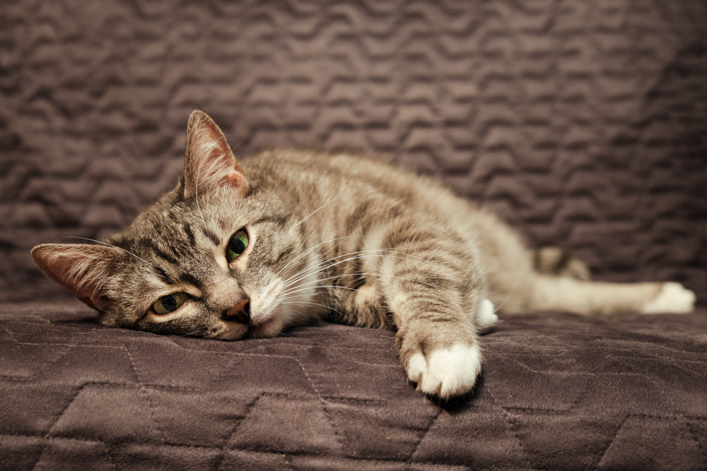 Stress and Feline Urinary Tract Diseases: Prevention and Treatment
