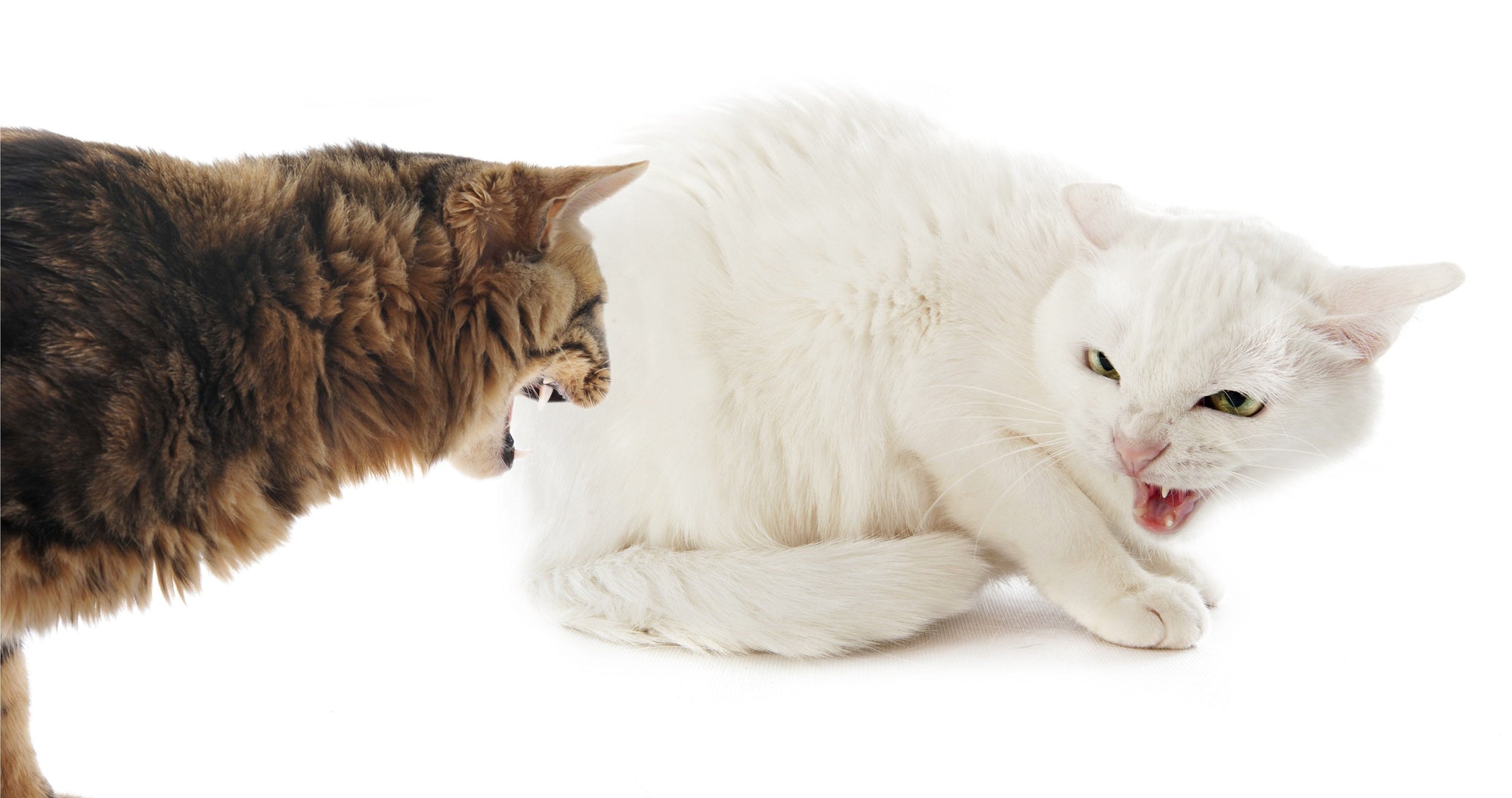Why Cats Fight and What You Can Do About it