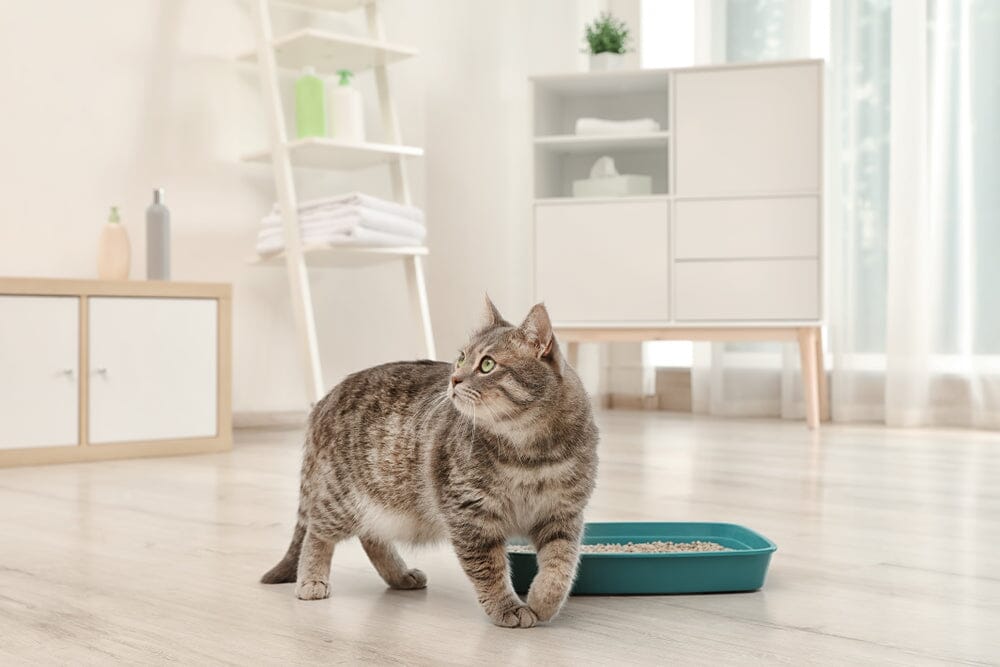 Top Reasons Your Cat Is Not Using the Litter Box