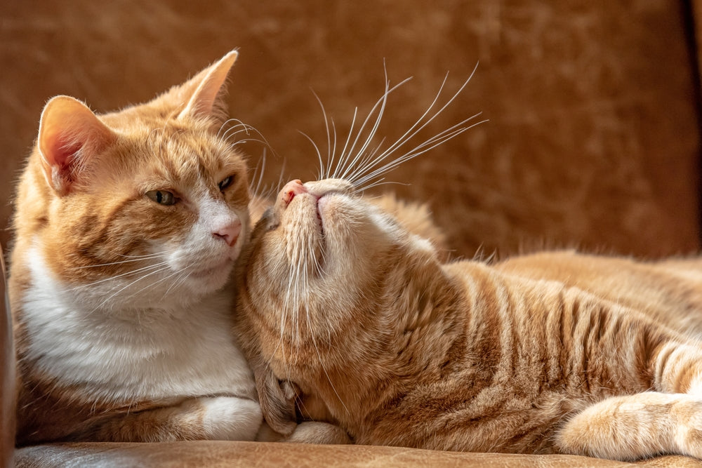 Two orange tabby cats snuggle on a couch, showing affection that highlights how cat scent glands help them bond and mark familiarity.