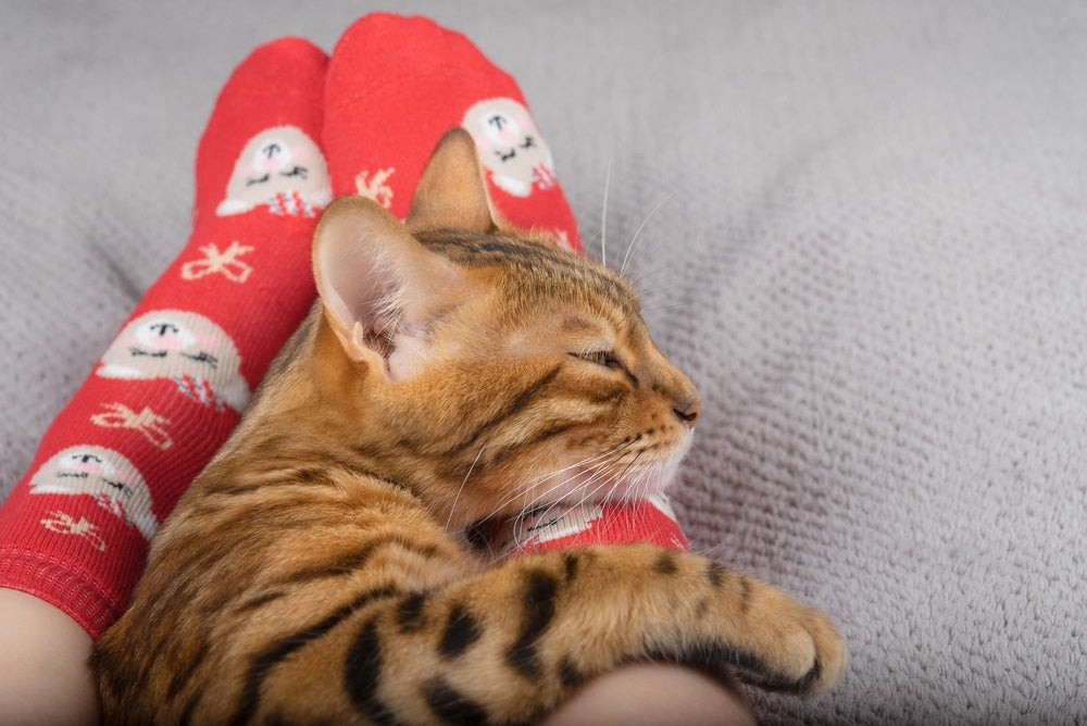 Understanding Your Feline's Foot Sleeping Habits