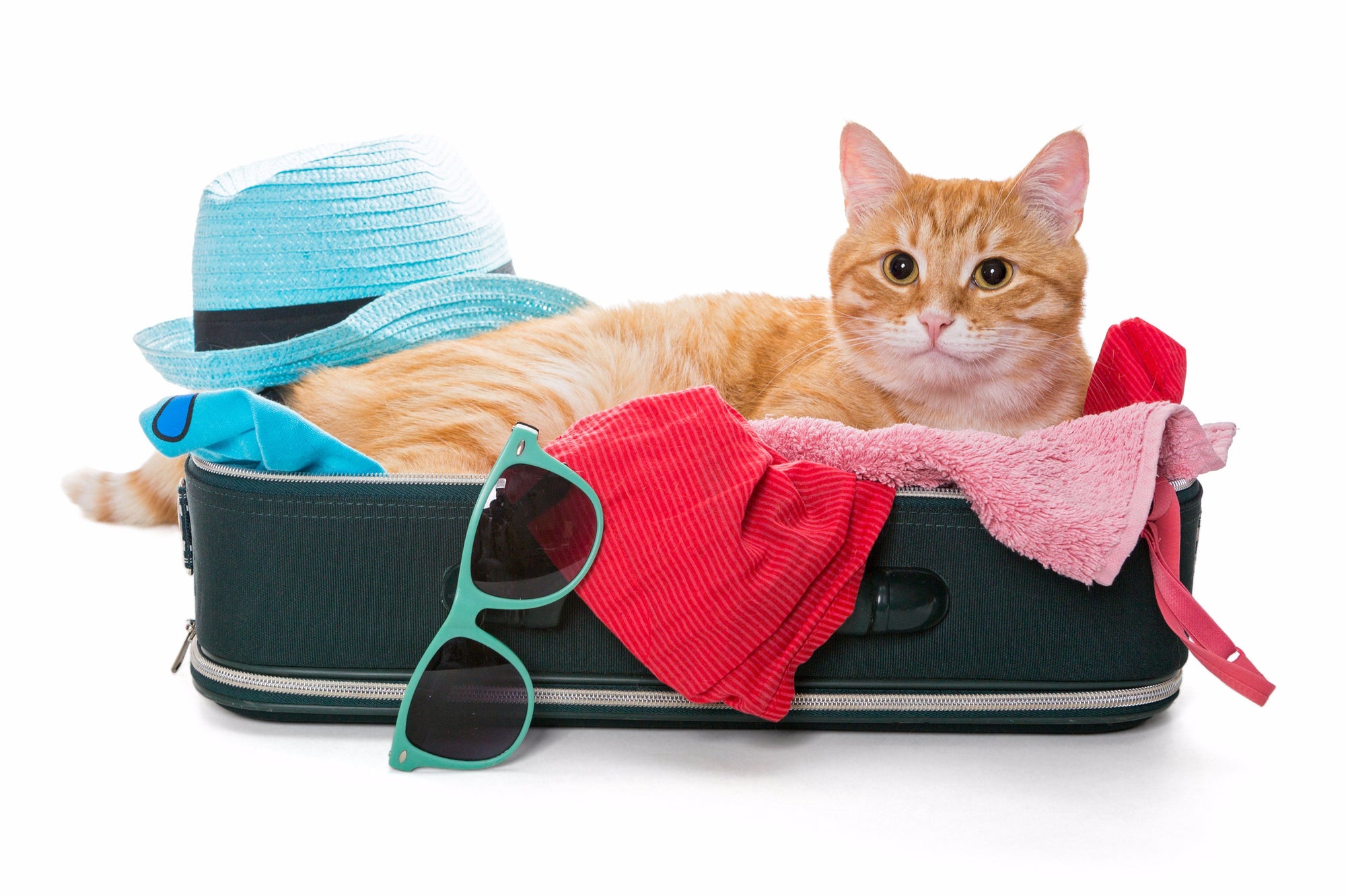 Making Travel Easy on Your Cat This Holiday Season