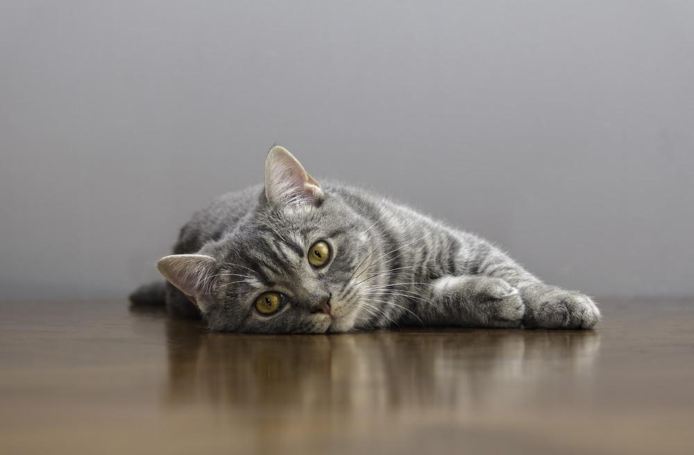 Vomiting in Cats: When Should You Be Concerned?