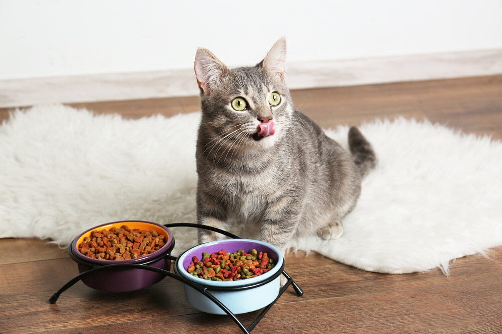 Ways To Transition Your Cat’s Food