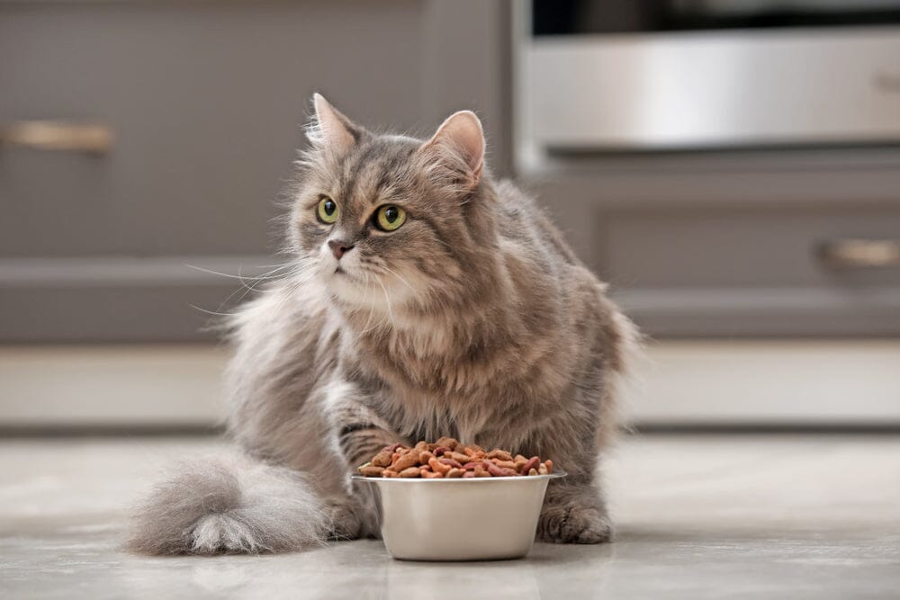 How to Safely Put Your Cat on a Diet