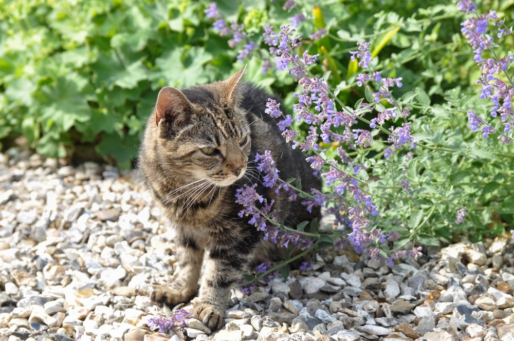 A cat sitting on gravel beside blooming catnip, one of the scents cats really love.