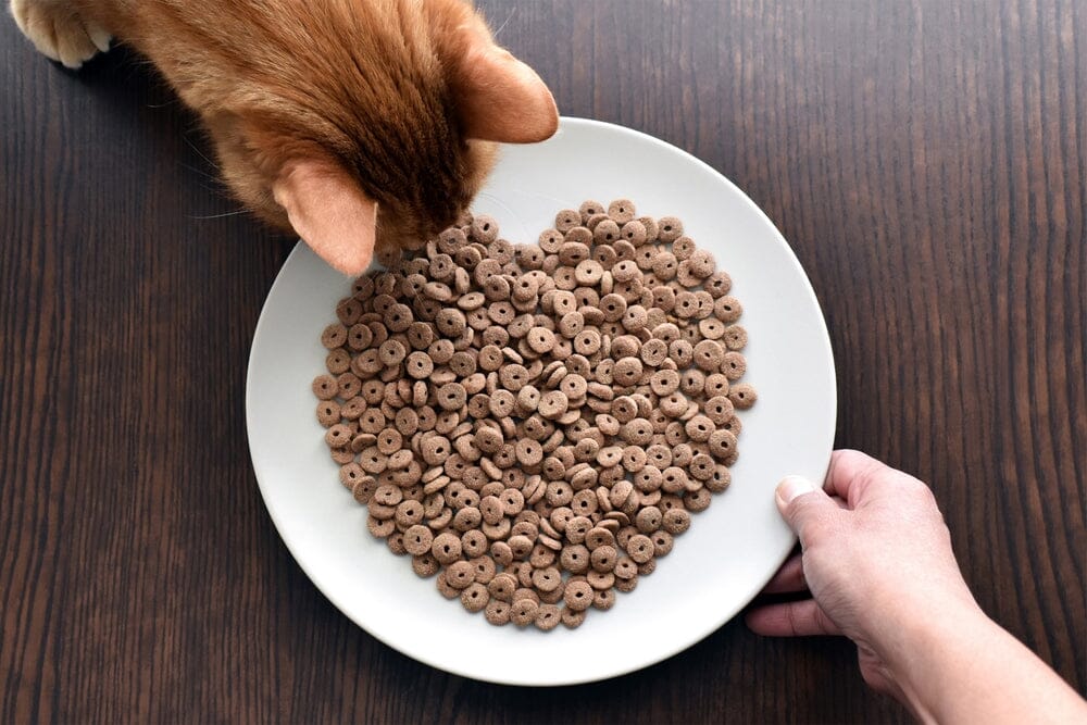 What is the Best Dry Cat Food?