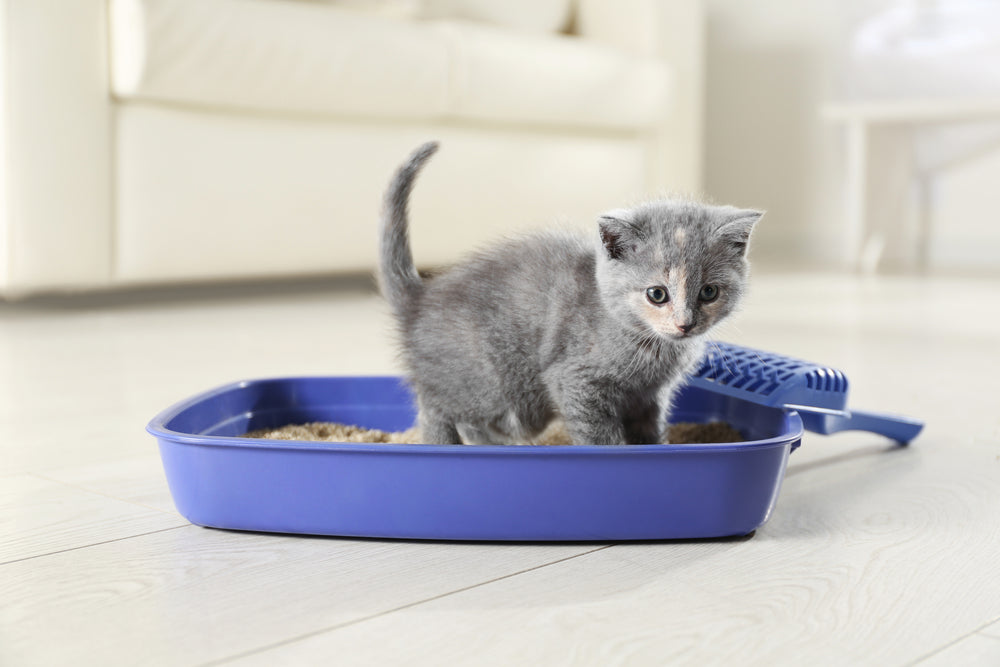 How Often Should You Change Kitty Litter