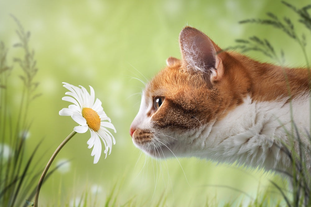 Why Do Cats Sniff Everything?