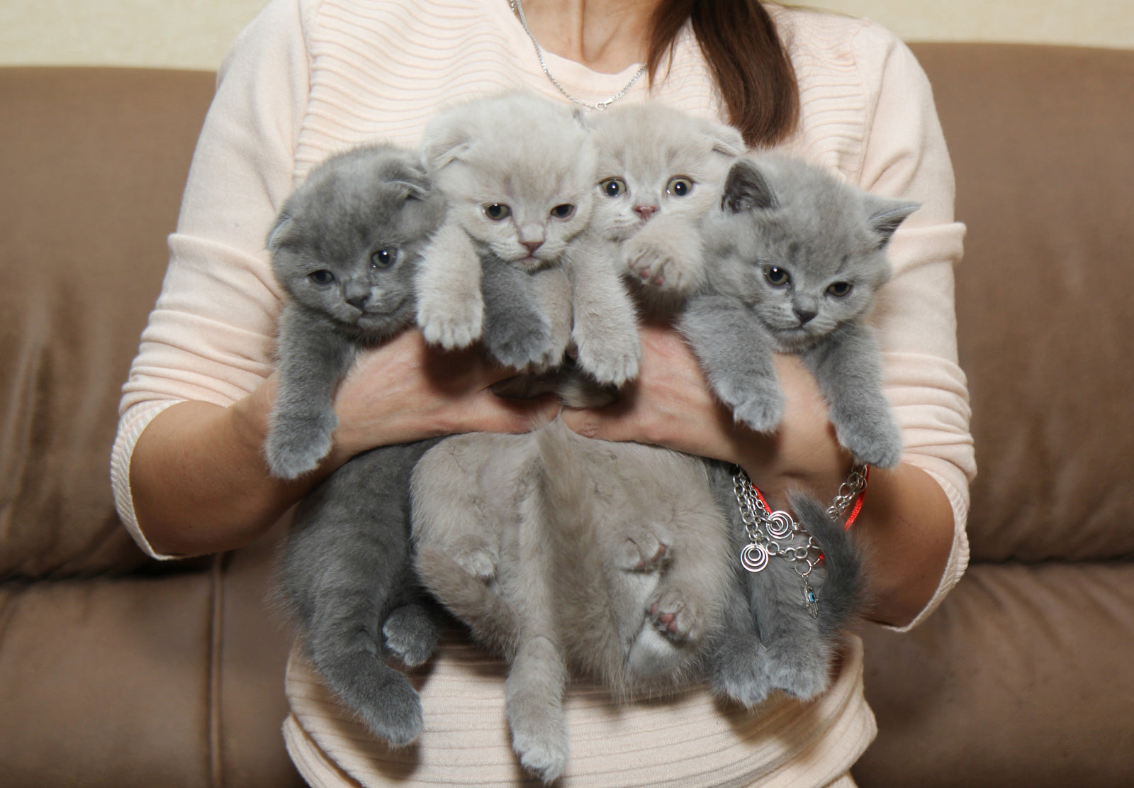 What Is the Best Kitty Litter? A Complete Guide