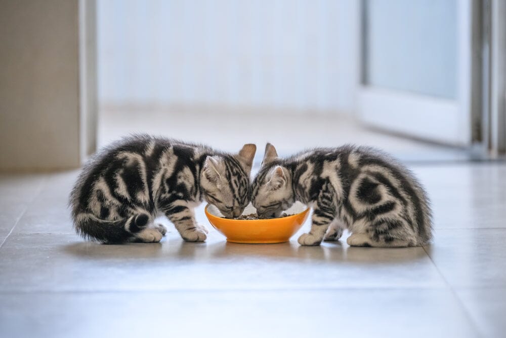 Your Kitten and Food: When, What, & How Much