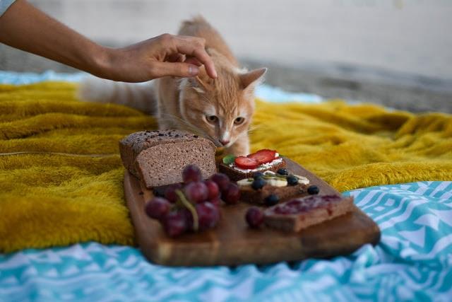Tips for a Cat Food Thanksgiving Dinner