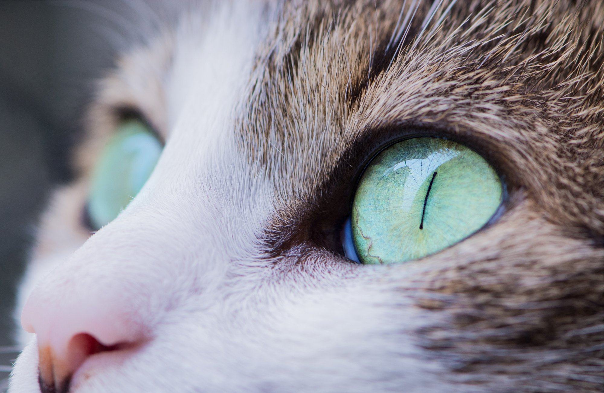 Feline Eye Health: Cat Eye Infection, Ulcers, Allergies & More