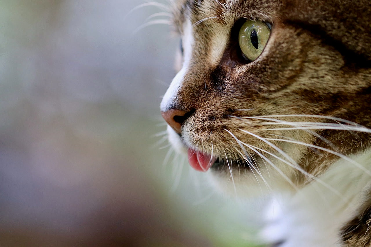 cat whiskers