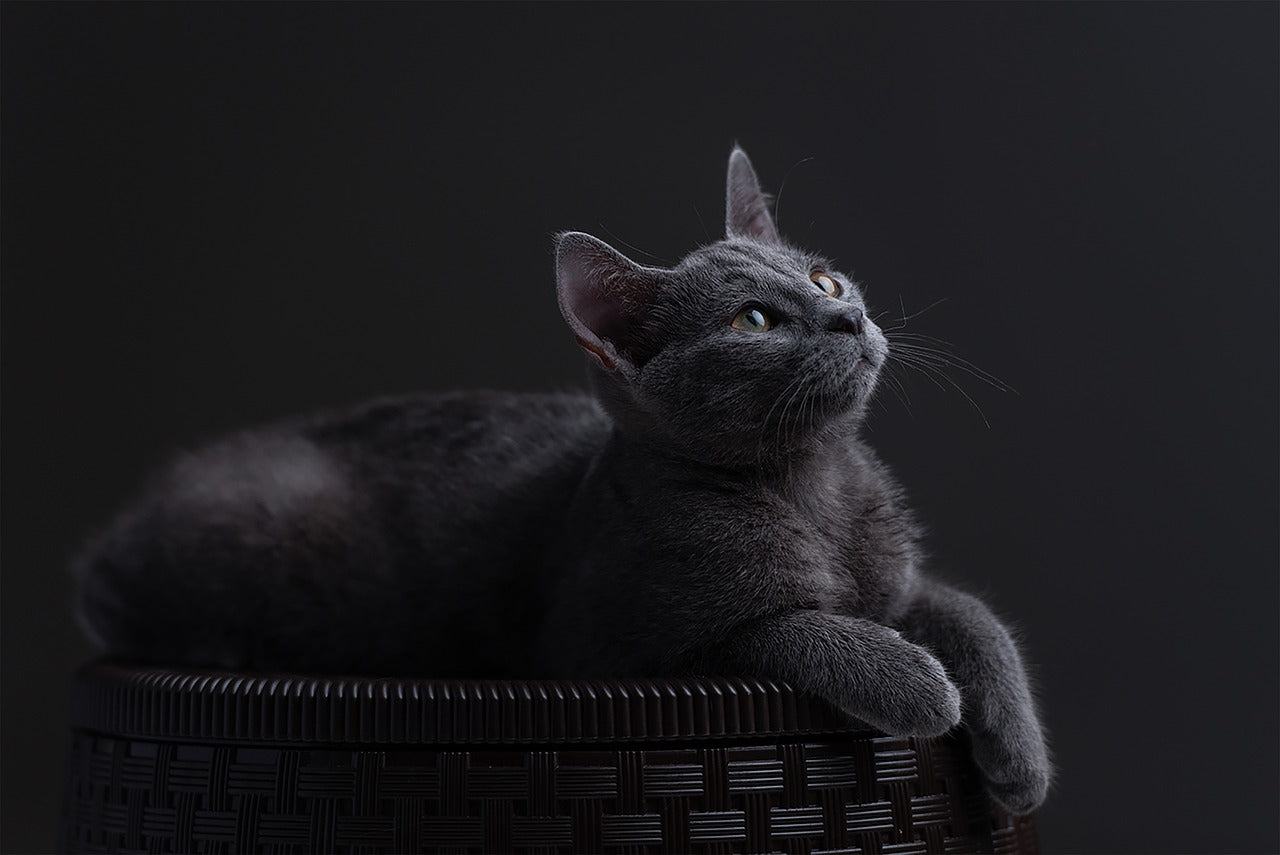 Russian Blue Cats