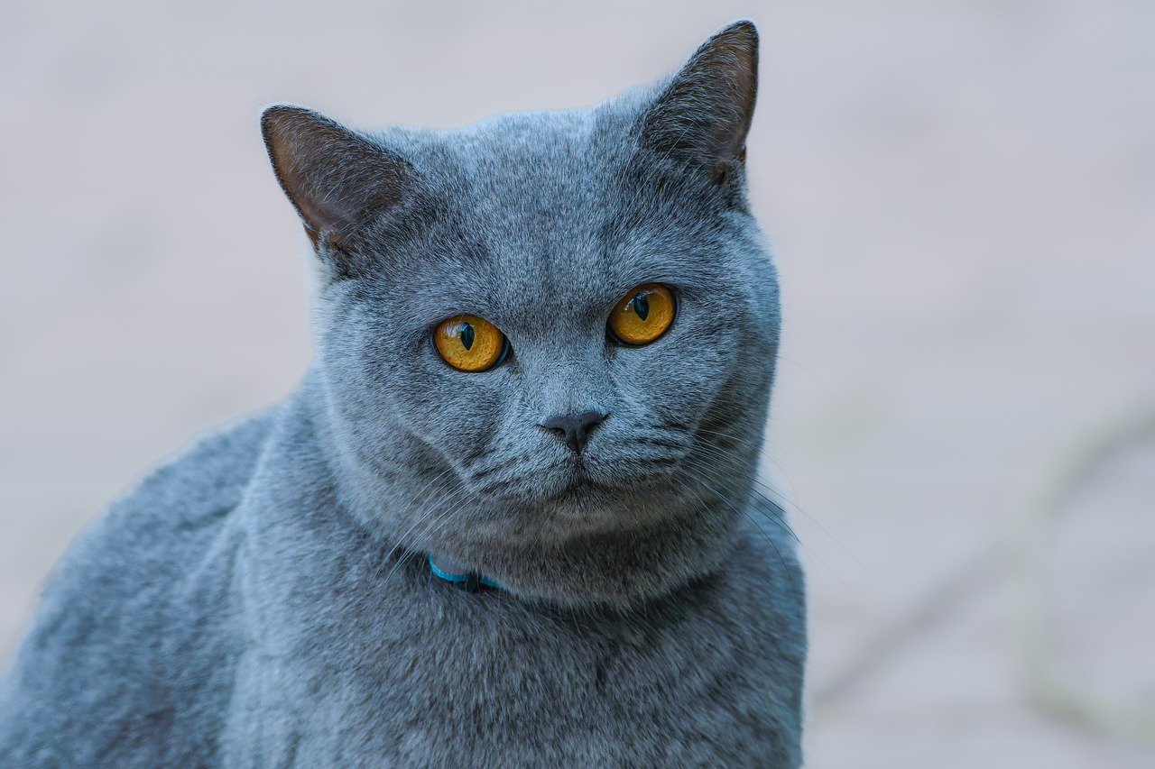 korat cat