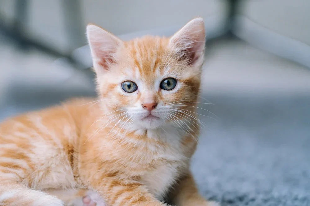 The Ultimate Kitten Care Guide