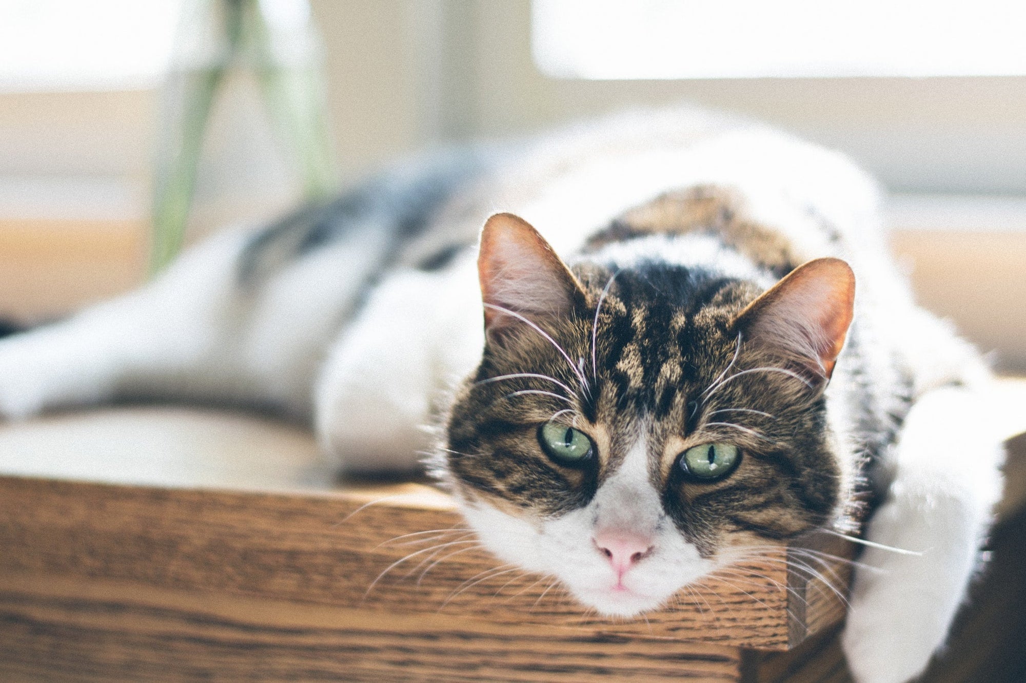 7 Common Health Problems in Older Cats