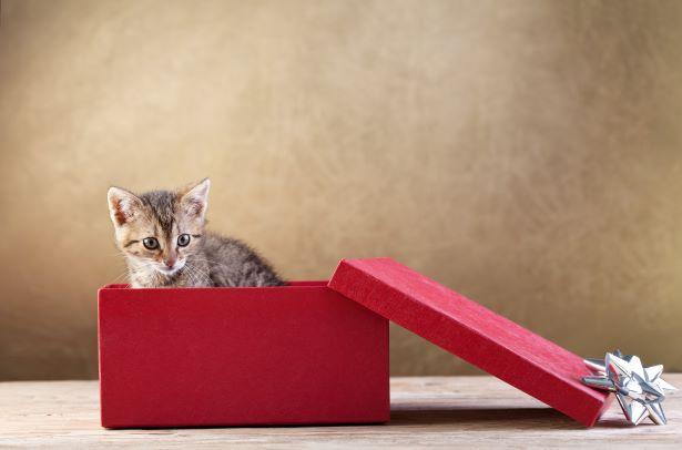 Gifts for Cat Lovers v.s. Giving Pets as Gifts