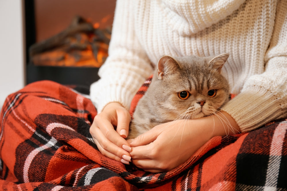 Colitis in Cats: Symptoms, Causes, and Care Tips