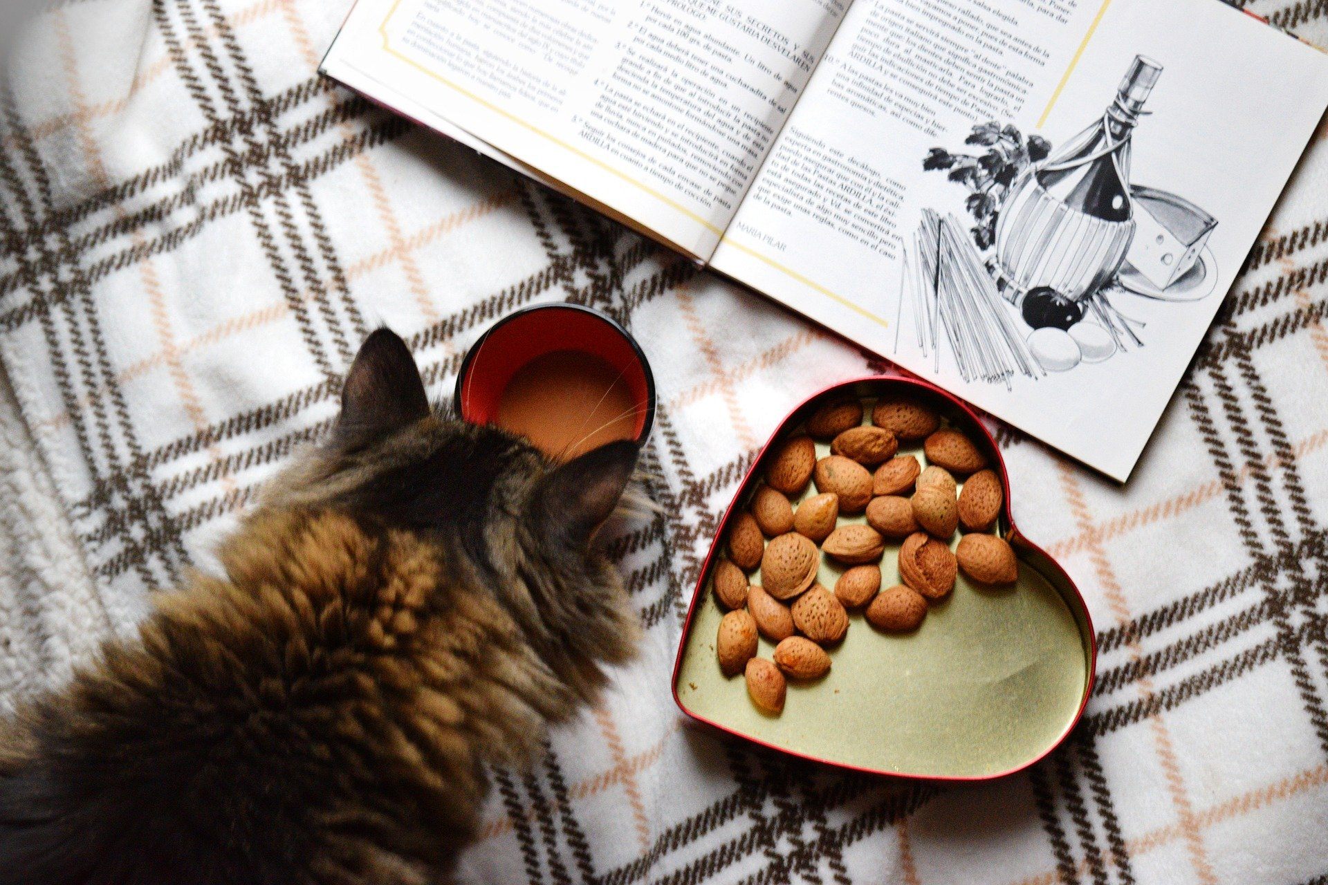 10 Human Foods That Are Safe for Cats