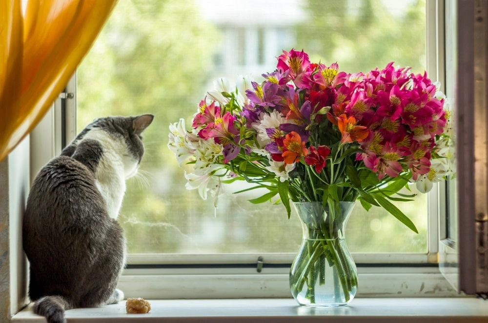 How to Keep Indoor Cats Inside