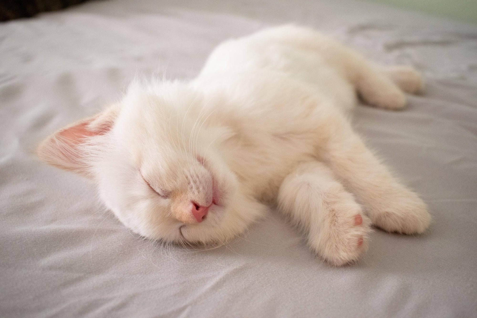 Cat Snoring: What Pet Owners Should Know