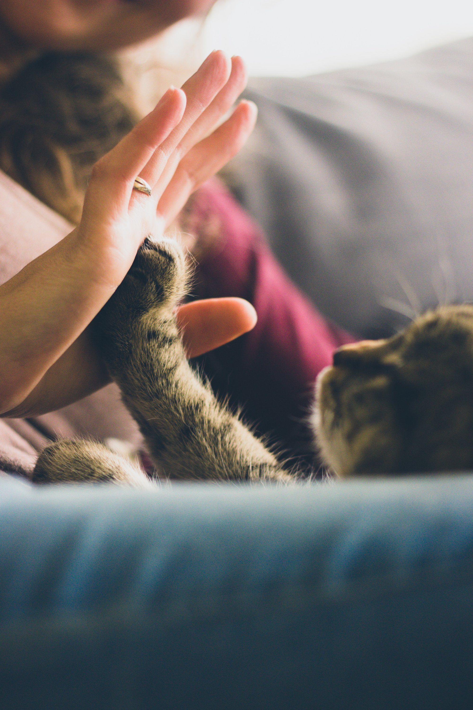 How To Socialize a Kitten With Play