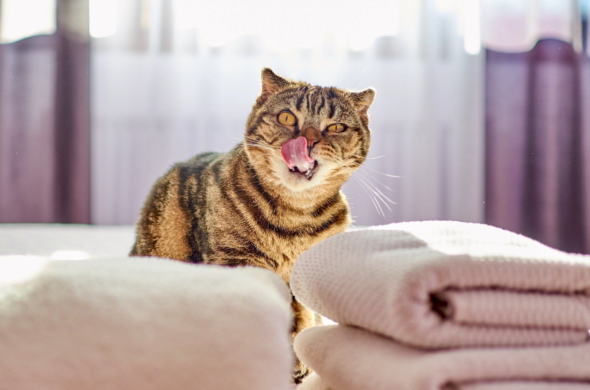 My Cat Is Drooling: Salivating Kitties & Why They're Slobbery
