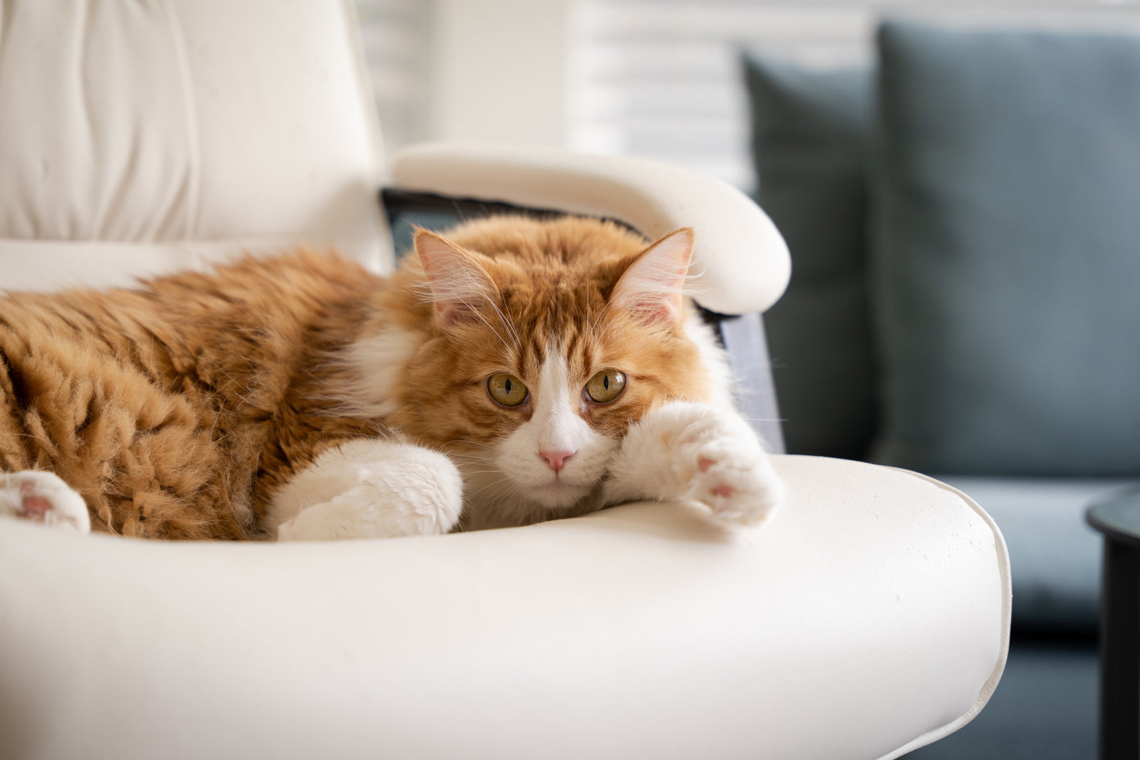Cat Not Eating But Drinking Water? 7 Vet-Backed Reasons and What to Do