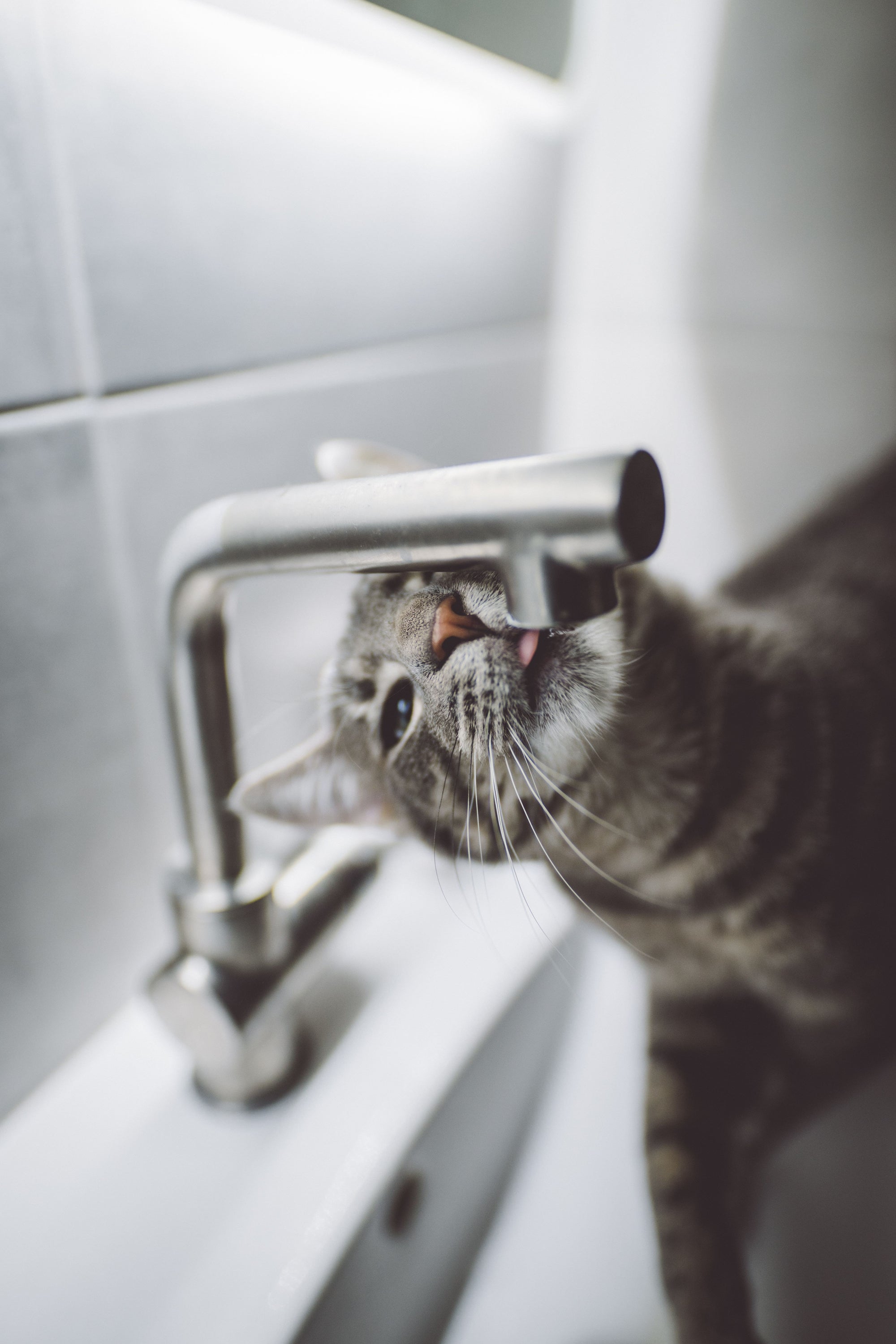 Why Your Kitty Is Using Your Kitchen Sink as a Cat Water Fountain