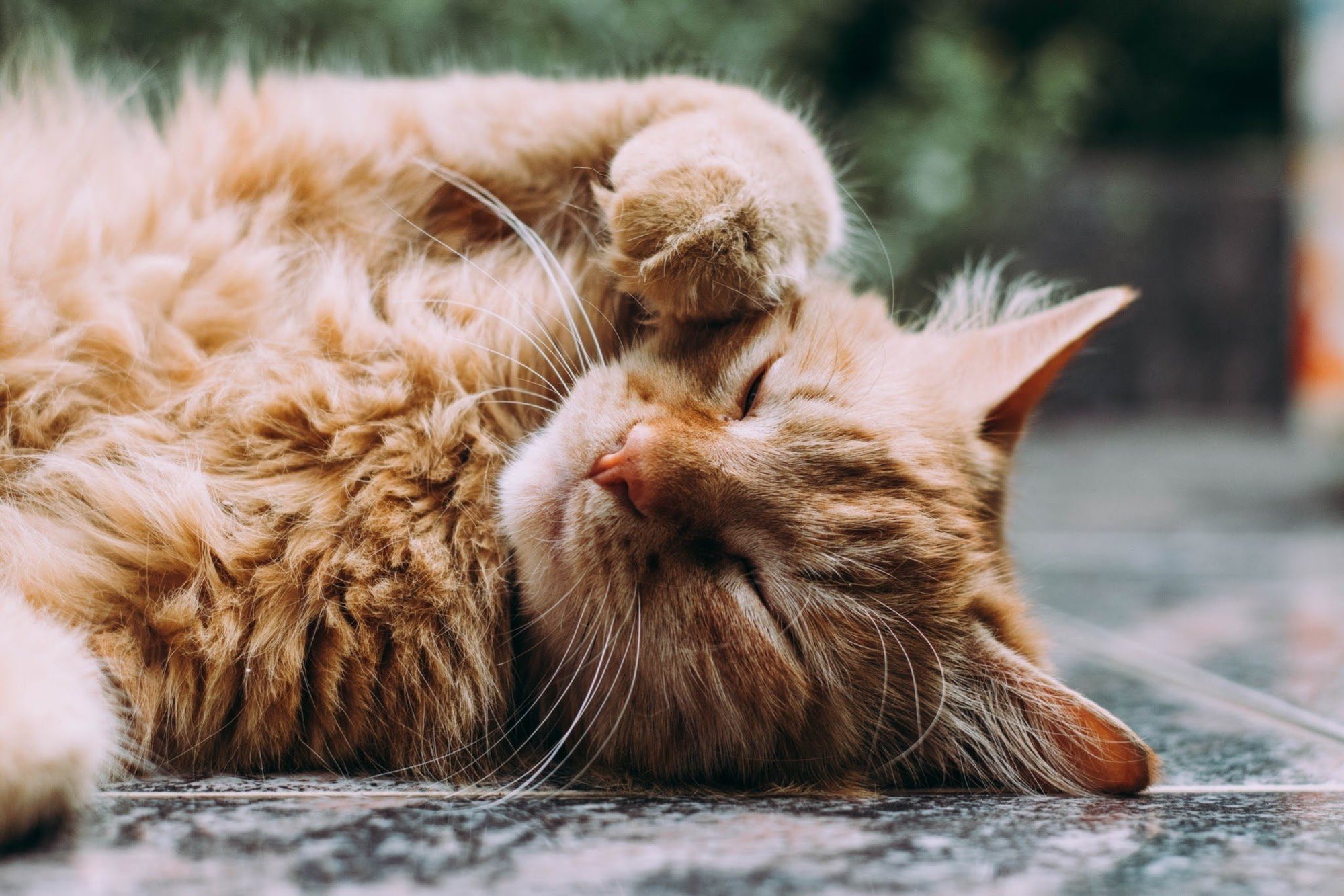 How to Tell If Your Cat Has Fleas: A Complete Guide